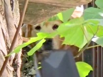 飼い主を亡くした大型犬を保護→小さなしこりを見つけて…里親から伝えられた『思わぬ言葉』に感動「涙出た」「命のバトン…本当にありがとう」