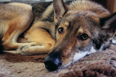 寝転ぶウルフドッグの顔のアップ