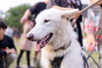 白いウルフドッグ