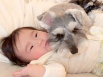 犬が『赤ちゃんを枕にした』結果…思った以上に尊い『まるで守っているかのような光景』が18万再生「優しさが伝わる」「匂いが大好きなんだね」