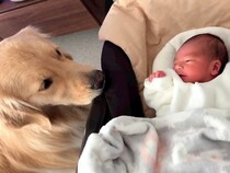 大型犬に『人間の弟』ができた結果→顔を合わせた瞬間…愛おしすぎる『はじめましての様子』に「お目々優しい」「頼もしいね」と絶賛の声集まる