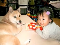 柴犬に育てられた女の子→ワンコが亡くなってしまい…涙が止まらない『命のバトン』が287万再生「泣いてしまった」「尊い」「家族って素敵」