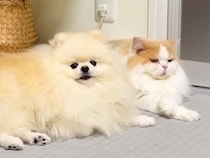 先輩猫にちょっかいを掛ける犬→しつこいので怒った結果…想像以上に『いじけてしまう光景』に反響「ショボン可愛いｗ」「喧嘩するほど仲がいい」