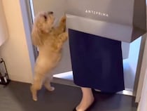 飼い主が帰ってきたら『熱烈大歓迎』する犬→同居人の場合は…あからさまな『態度の違い』が58万再生「手抜き感ｗ」「一応しっぽは振る」と爆笑