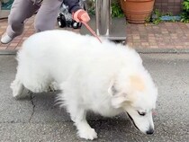 動物病院が大嫌いな超大型犬→ドアを開けようとしたら…想像を遥かに超える『拒否』が391万再生「病院キャンセル界隈ｗｗ」「コントで草」