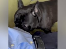 会社に行こうする男性→留守番を察した犬が近づいてきて…仕事を休みたくなる『愛おしい行動』が18万再生「抗えないｗ」「上目遣い最高」と絶賛