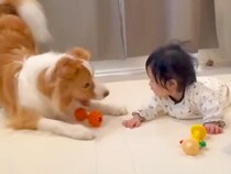 どうしても赤ちゃんと一緒に遊びたい犬→おもちゃを持ってきて…『一生懸命で健気な光景』に反響「なんて微笑ましい」「テンションがｗｗ」