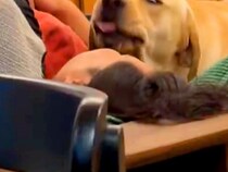 お父さんの顔を舐める犬→必死になりすぎて…思わず笑ってしまう『全力すぎる表情』に1万いいね集まる「洗車レベルで草」「白目ｗｗ」と絶賛