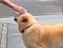 散歩中、たまに会うおばあちゃん→普段は人に近づかない犬が…思わず泣けてくる光景が42万表示「気持ちが通じ合ってる」「微笑ましい」と感動