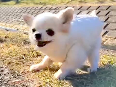 小さくて可愛い犬が『くしゃみ』をした瞬間に…想定外だった『馬になってしまう光景』が18万再生「思ったよりも馬で草」「暴れん坊将軍？ｗ」