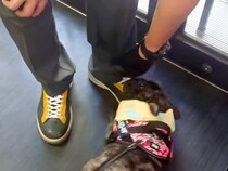 『クロネコヤマトの配達員さん』が散歩中の犬と出会った結果…仕事どころではない『大好きが溢れてしまう光景』に反響「たまらん」「帰れないｗ」