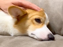 お腹をこわして元気がない犬→心配していたら…『笑顔を取り戻す瞬間』が可愛すぎると46万再生「全てが癒し」「人間がいい意味でアホになる」