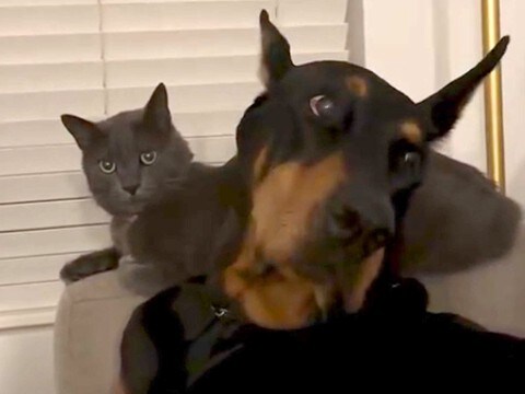 猫に怒られてしまった大型犬→ソファでくつろごうとしたら…見た目とは裏腹な『気まずい光景』が60万再生「首の角度ww」「固まってて草」