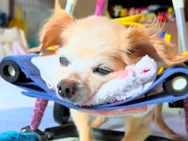 3人の医者から『病気』と診断された20歳の老犬→検査をした結果…奇跡のような『まさかの展開』に感動「泣きそう…」「本当に良かった」