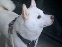 大好きなパパが病気で入院→寂しくなり、絶望した犬がひたすらに…感動が止まらない『3日ぶりの再会』に反響「ウルウルした…」「絆が凄い」