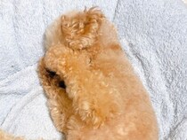 夜、何気なく犬を見てみたら…食べ物にしか見えない『まさかのポーズ』に8万いいね集まる「可愛いｗｗ」「手羽先ですね」と絶賛の声