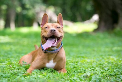 満面の笑顔で休息する犬