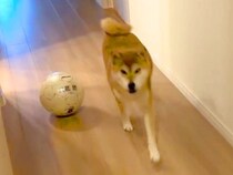 大好きなお姉ちゃんを出迎え、すぐに戻ってしまった犬→『なんか冷たいな』と思っていたら…判明した『まさかの理由』に爆笑「憎めないｗ」