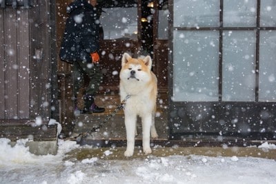雪と秋田犬