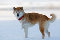 犬は『寒さ』を苦手に感じているの？年齢・犬種別の違いから防寒対策のコツまで