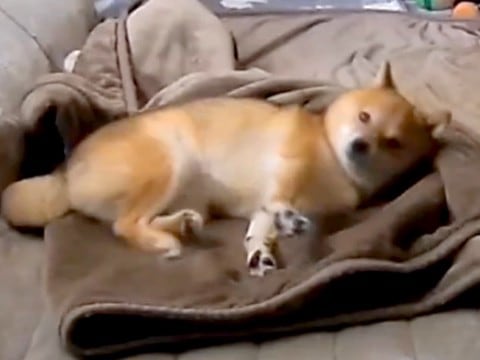 朝、犬がいなかったので『カメラで確認した』結果→毛布の上で…ワンコとは思えない『衝撃の行動』が39万再生「面白過ぎるw」「人間でワロタ」