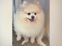 やさぐれ気味だった『モコモコな犬』→トリミングに行った結果…驚きのビフォーアフターが19万表示「進化した」「丸い、可愛い」と絶賛の声