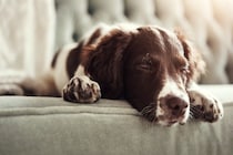 犬が『秋バテ』になると出やすい症状3つ　体調を崩してしまう原因から対策方法まで