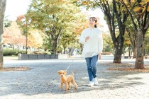 犬にとって危険な『散歩コース』５選　外出時に潜むリスクや知っておくべき安全策まで