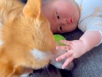 赤ちゃんが『生まれたときから犬と育った』結果→ずっと一緒にいて…尊すぎる『２年間の記録』が話題「守ってる感が出てる」「癒やされた」