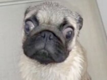 怯えた表情の『捨てられた犬』を飼い、愛情を注ぎ続けた結果…もはや別犬な『ビフォーアフター』に2万いいね「幸せそう」「素敵な飼い主さん」