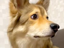 家に『知らない修理業者の男性』がやってきた結果→大型犬と小型犬が…見た目からは想像できない光景が163万再生「ギャップ」「抱きしめたい」