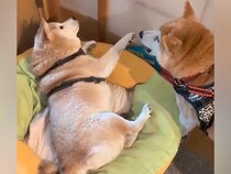 朝、眠っていた『16歳のおばあちゃん犬』を散歩に誘うワンコ→あまりに雑すぎる『起こし方』に40万再生の反響「ワイルドで草」「柴犬の性分」