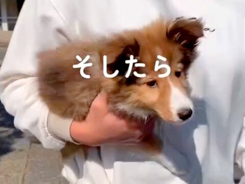 散歩中、通りすがりのおばさまに『ちっちゃく育つわよ』と言われた赤ちゃん犬→４年後…想定外な『衝撃の現在』に反響「可愛い」「うちもですｗ」