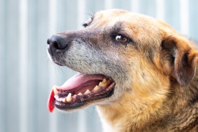 舌を出して呼吸する犬