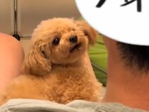 お父さんが犬に『ただいま』と言った結果→ずっと見ていたい『あまりにも尊い光景』が37万再生「可愛すぎてヤバイ」「疲れ吹っ飛んだ」