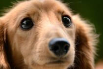 愛犬がわがままになる4つの甘やかし行為