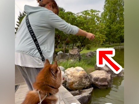 散歩中、鯉に餌をあげる女性→大型犬が『自分のオヤツを池に捨てている』と勘違いした結果…思った以上に『戸惑いを隠せない光景』が3万再生