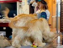 『合計体重が76キロ』の大型犬2匹→トリマーの姉が遊びに来た結果…愛が重すぎる『お出迎えの光景』が12万再生「たまらん」「幸せな重圧」