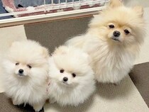 無表情な赤ちゃん犬と母犬→7ヶ月後を撮影してみたら…まるで別犬のような『表情の変化』に2万いいね「愛情たっぷりな証拠」「幸せになった」
