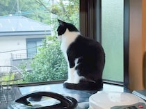 雷が鳴っていても平然とする猫→大型犬の様子を見てみると…見た目と逆すぎる『まさかの光景』が21万再生「猫さんかっこよくて草」「温度差ｗ」