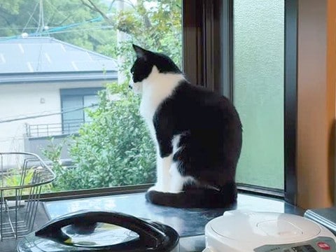 雷が鳴っていても平然とする猫→大型犬の様子を見てみると…見た目と逆すぎる『まさかの光景』が21万再生「猫さんかっこよくて草」「温度差ｗ」