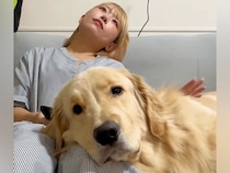 大型犬に膝枕をしてあげる女性→撫でるのをサボっていたら…まるでカップル？人間味あふれる行動が147万再生「彼氏系犬ｗ」「なんか泣けた」