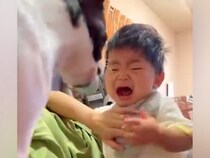 赤ちゃんが泣いていると、犬が小走りで『自分のおもちゃ』を持ってきて…泣けるほど尊い『あやしている光景』に感動「優しすぎる」「癒された」