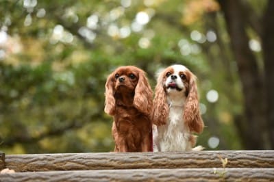 2匹のキャバリア