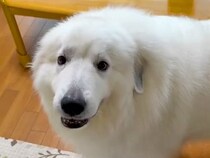 ウキウキで車に乗り込む大型犬→『病院だ』と気づいた瞬間に…『わかりやすすぎる反応』が68万再生「右往左往ｗ」「今日はダメ？で吹いた」