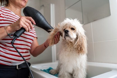 ドライヤー中の犬
