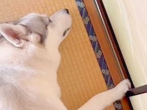 『まだコタツは出さないよ』とハスキー犬に伝えた結果…まるで子供のような『小さな抵抗』が53万再生「シュールｗ」「思いは伝わってくる」