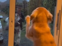 4日ぶりにパパが帰宅→大型犬がドア越しに…思わず泣ける『甘えん坊全開な行動』が話題「愛おしくて涙が…」「ドア壊れちゃいそうｗｗ」