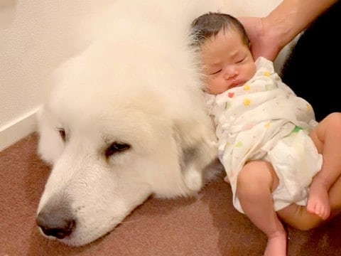 赤ちゃんと超大型犬が『はじめて触れ合った』結果→戸惑ってしまい…尊い『まさかのリアクション』が21万再生「きっと仲良くなれる」「可愛い」