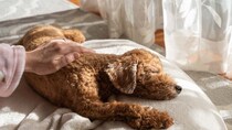 犬の『認知症』が進行する生活習慣５選　発症する原因や早期発見する方法まで